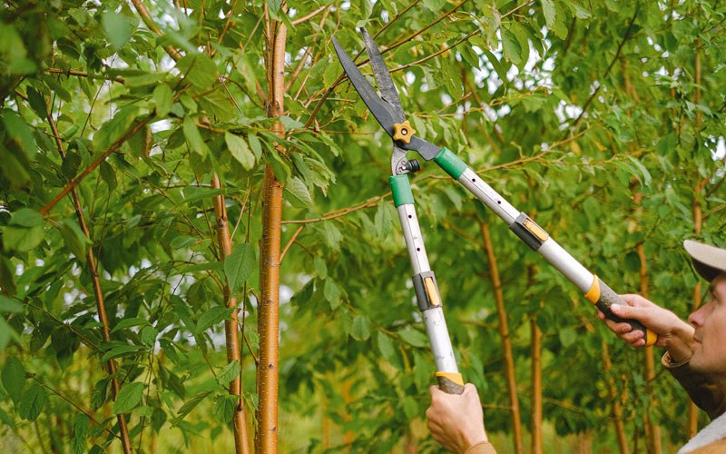 Tree trimming in Rochester, WI
